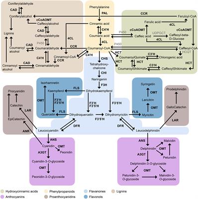 Spatiotemporal Modulation of Flavonoid Metabolism in Blueberries